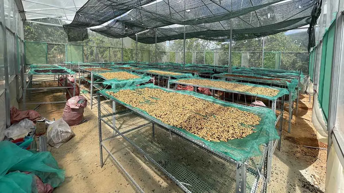 Raw Arabica Coffee Beans Wash Process Natural Flavor New Crop 2023-2024