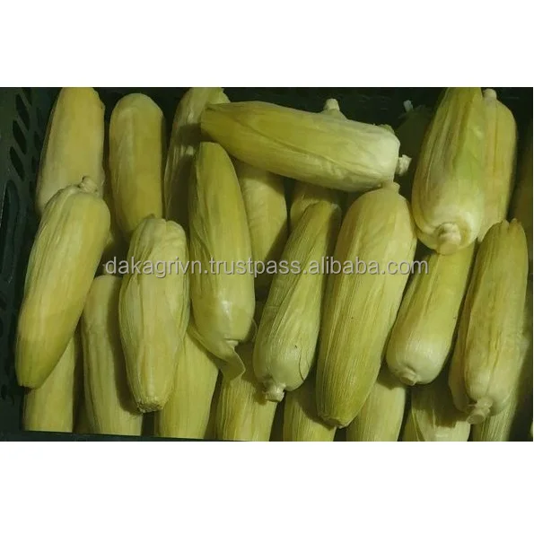 Agriculture GMO Whole Vietnam 24 months Shelf Life Frozen 100% IQF Freezing Process Yellow Corn Whole With Vaccum Packaging