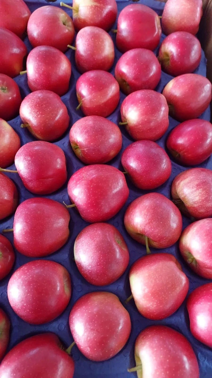 FRESH APPLES FROM TURKEY TO INDIA HIGH QUALITY FRESH PACKING 18 KG COLOR RED CIF FRESH FRUIT PLACE MODEL AGROWELL TURKISHGOODS