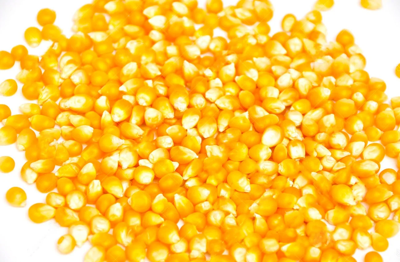 Высококачественная Желтая Кукуруза без ГМО, Таиланд, оптовая продажа