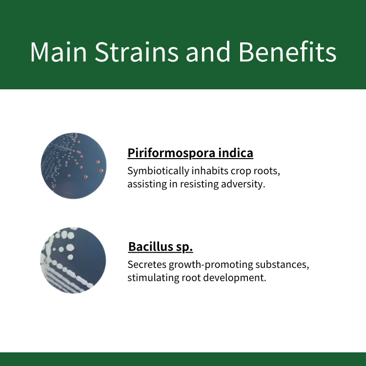 Agricultural fertilizer Organic Root plant nutrient for Durian Trees compound fertilizer