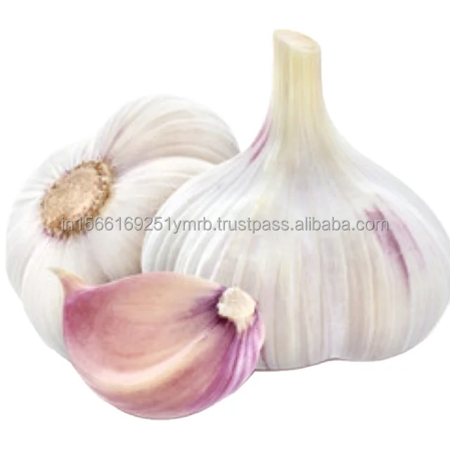 Fast Delivery Garlic Seasoning For Dishes 100% Dried Garlic Organic Packed In Box fresh garlic normal white