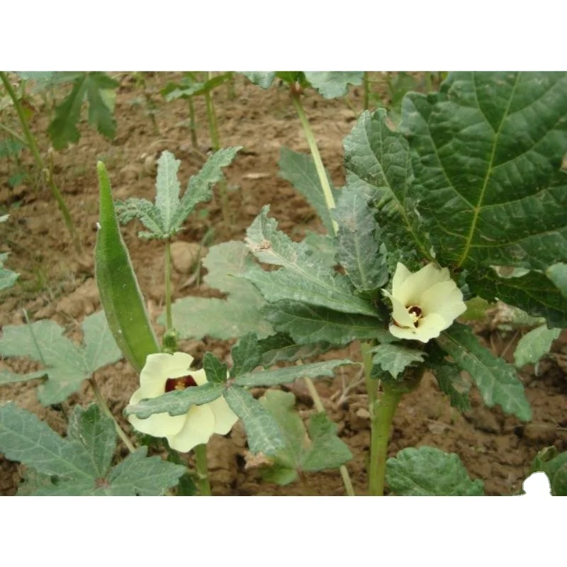 Новая продукция 2021 для okra зеленых зерен в пакетах 50 кг hdpp экспортного качества из