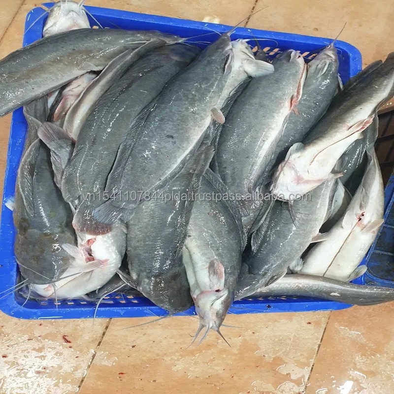 Good Sale Export Whole Round 1- 2kg Land Frozen Catfish from Viet Nam