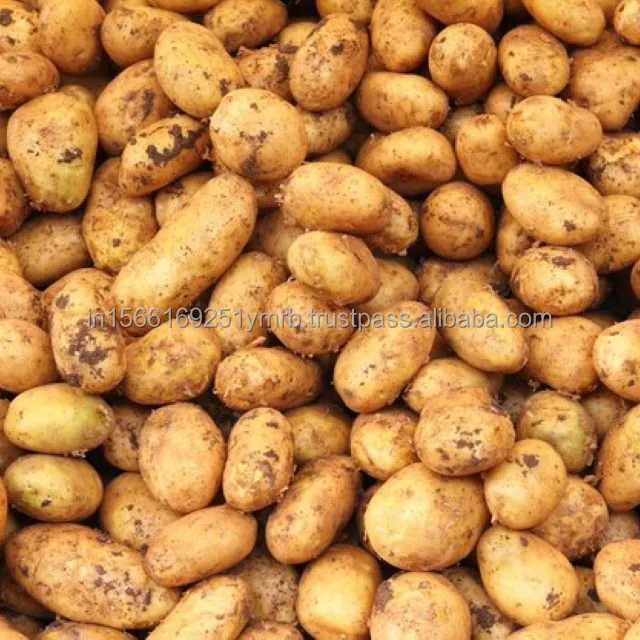 Fresh potato price per ton For Wholesale Buy High quality 100% Organic fresh Potatoes at cheap price