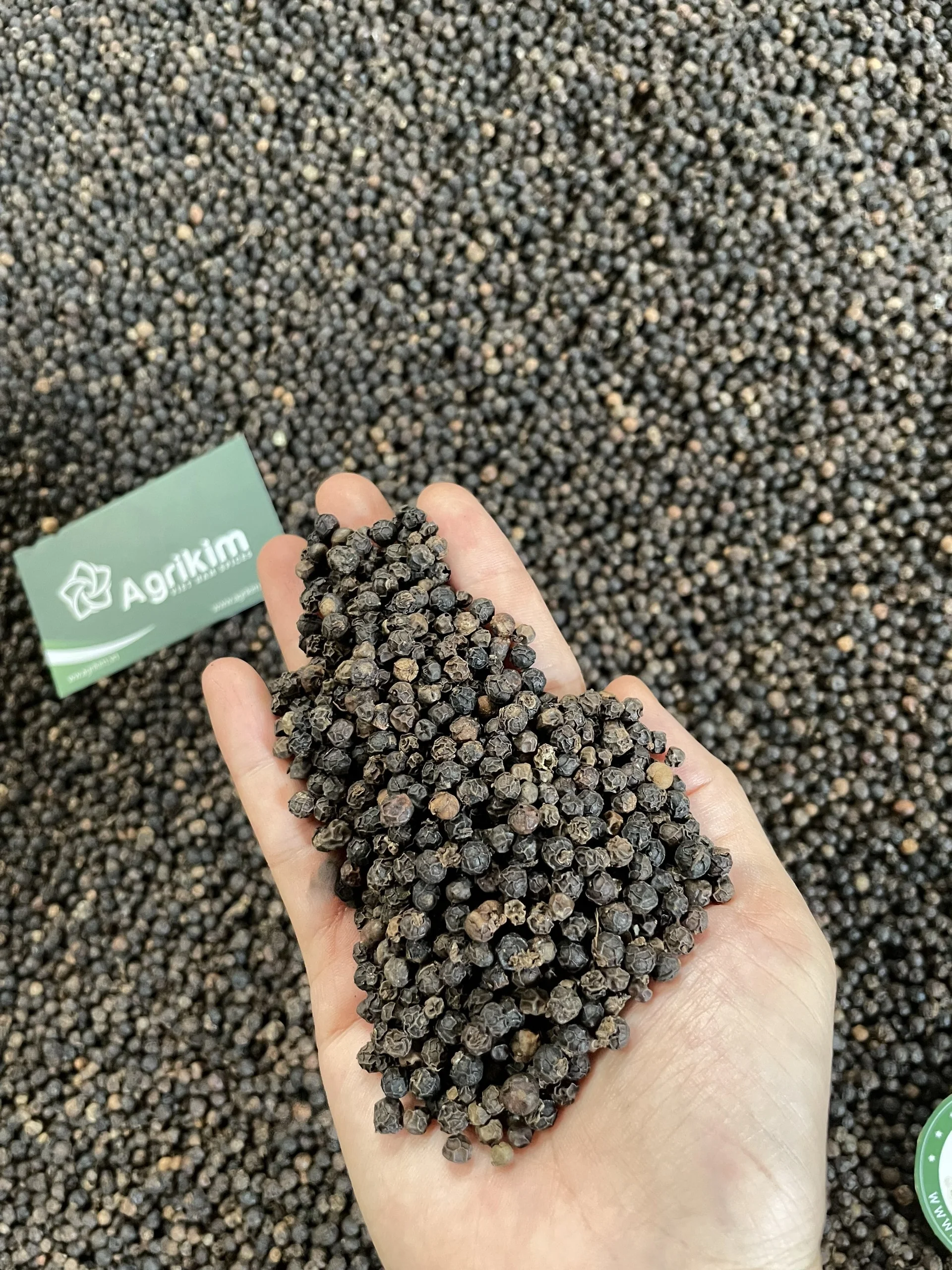 Black pepper from Vietnam Cheap Price High Quality Black Pepper Powder from Vietnam Wholesale Price Free Sample Fast Shipping