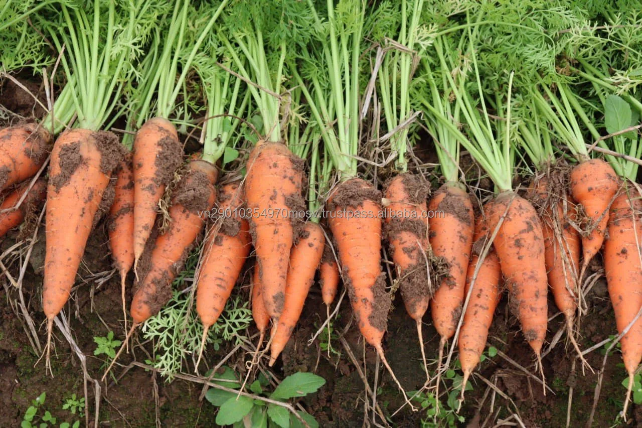 Fresh Carrots From Vietnam Organic
