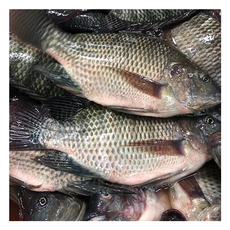 Wholesale Seafood Frozen Whole Round Nile Tilapia Fish From China