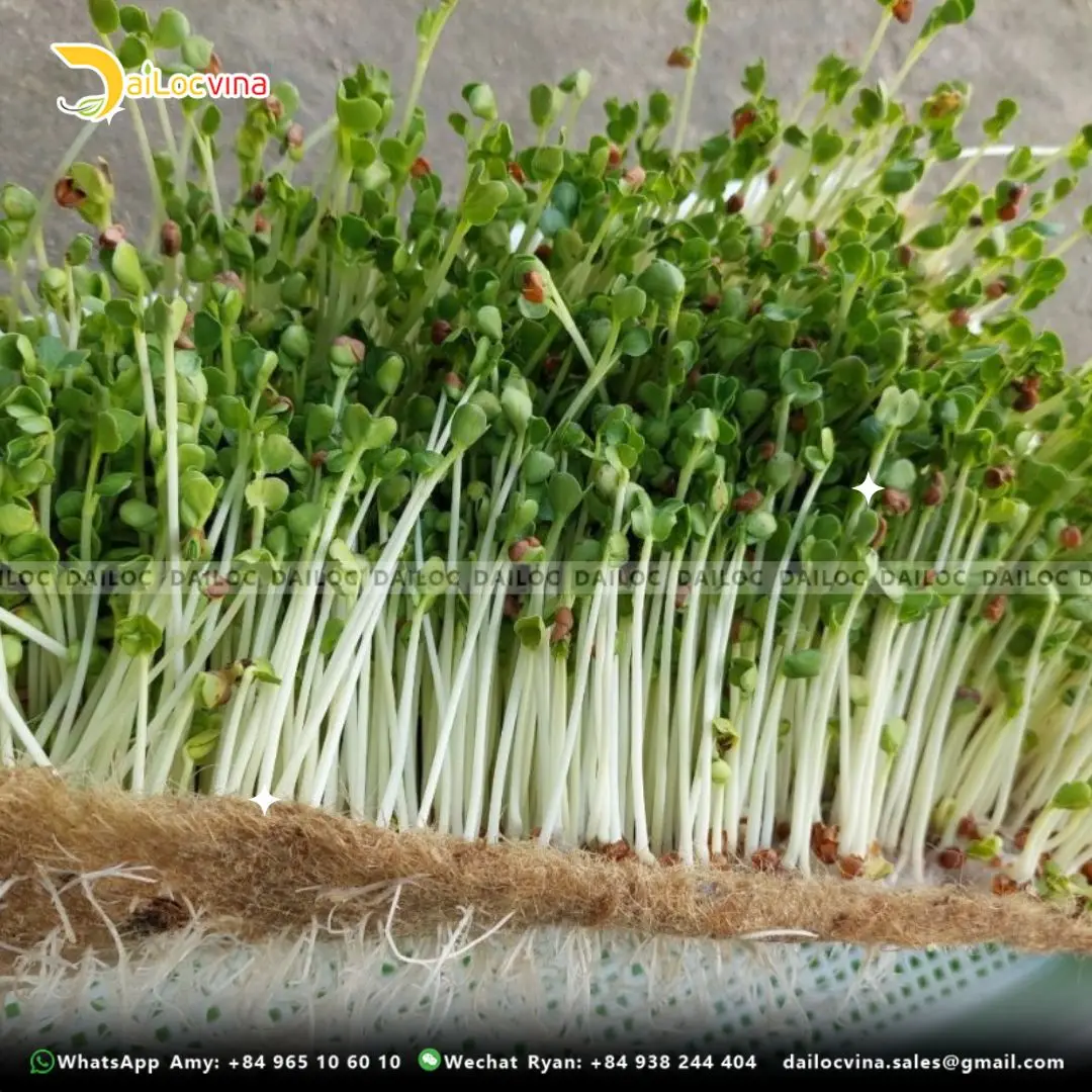 USING COCONUT COIR TAPE AS GROWING MEDIUM EXCELLENT AERATION