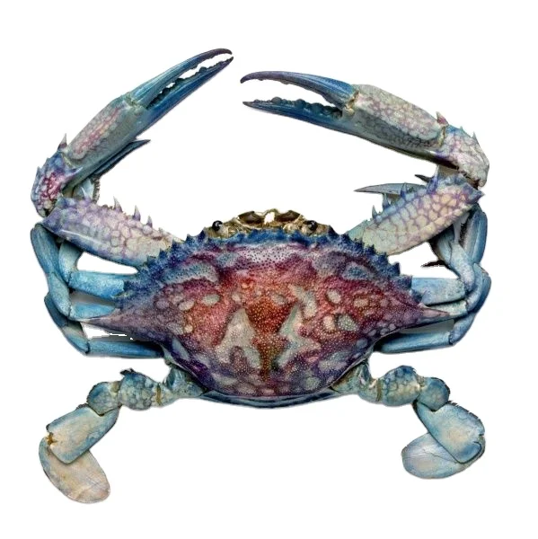 Live Red King Crabs, Soft Shell Crabs, Blue Crabs wholesale price