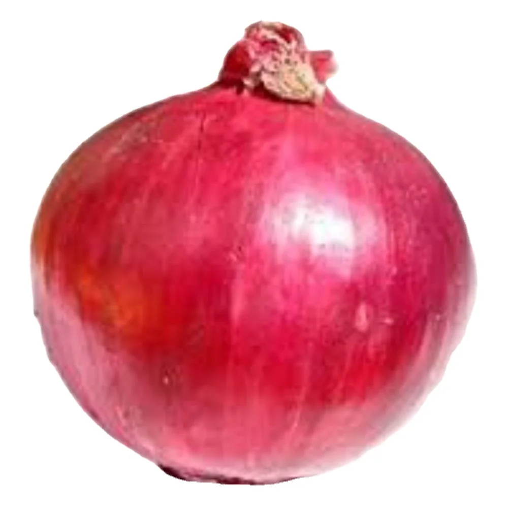 Короткий день verity лук-красный креол для овощей свежий