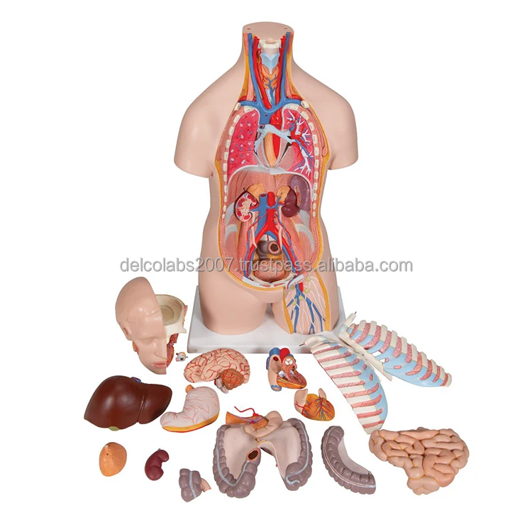 Human Torso Model_1.jpg