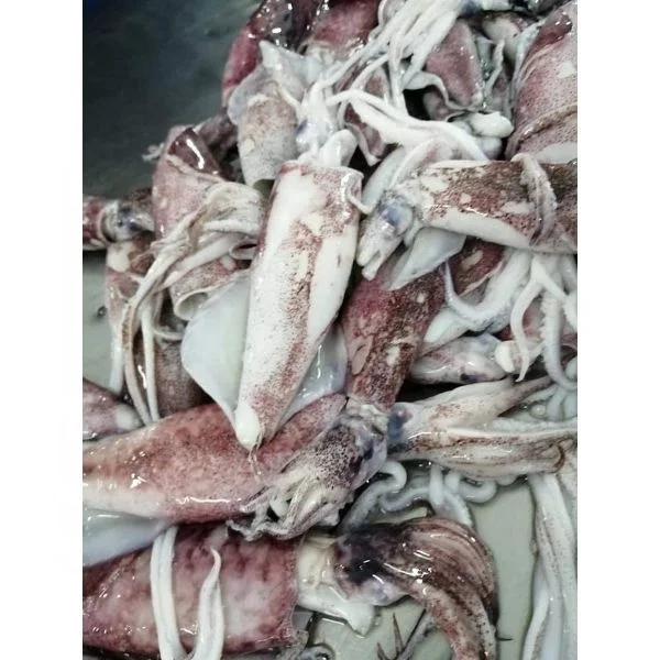 HACCP Approved Loligo Squid Exporter