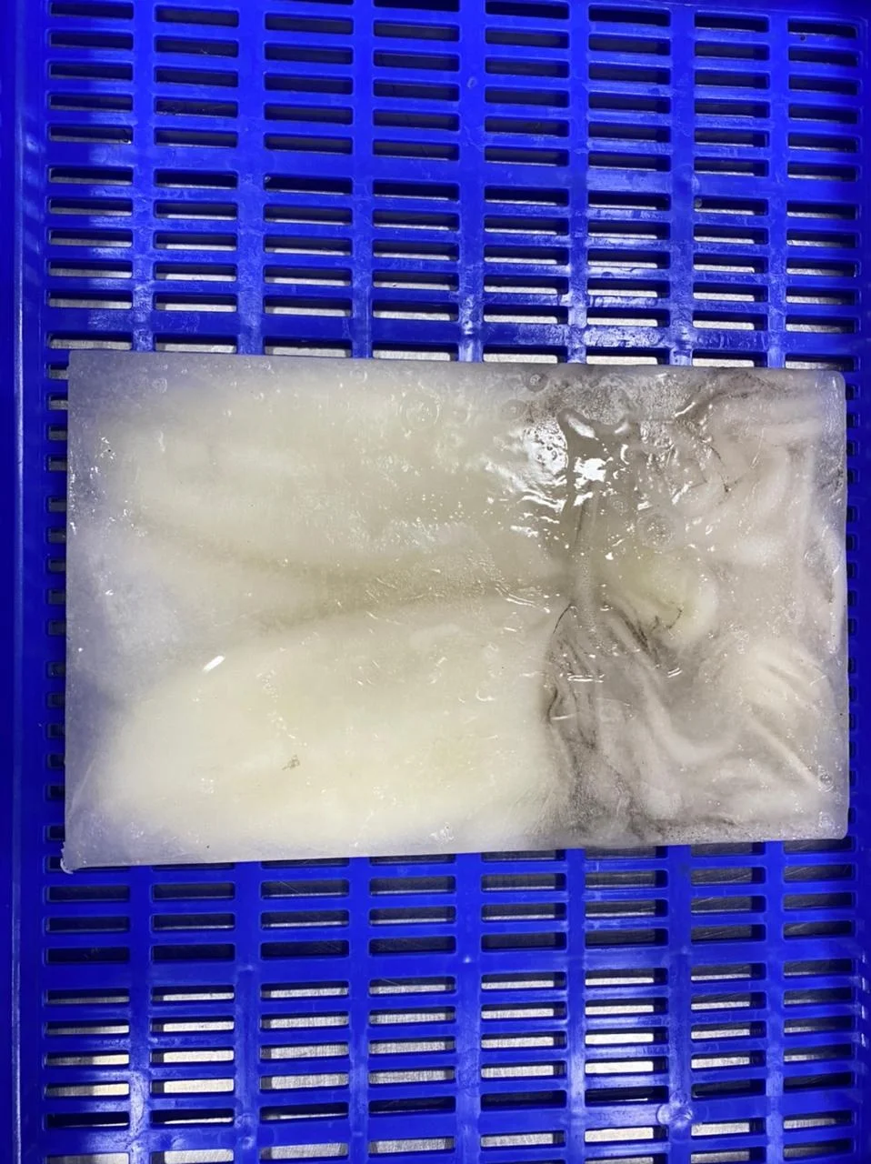 SQUID TUBE AND TENTACLES FROZEN