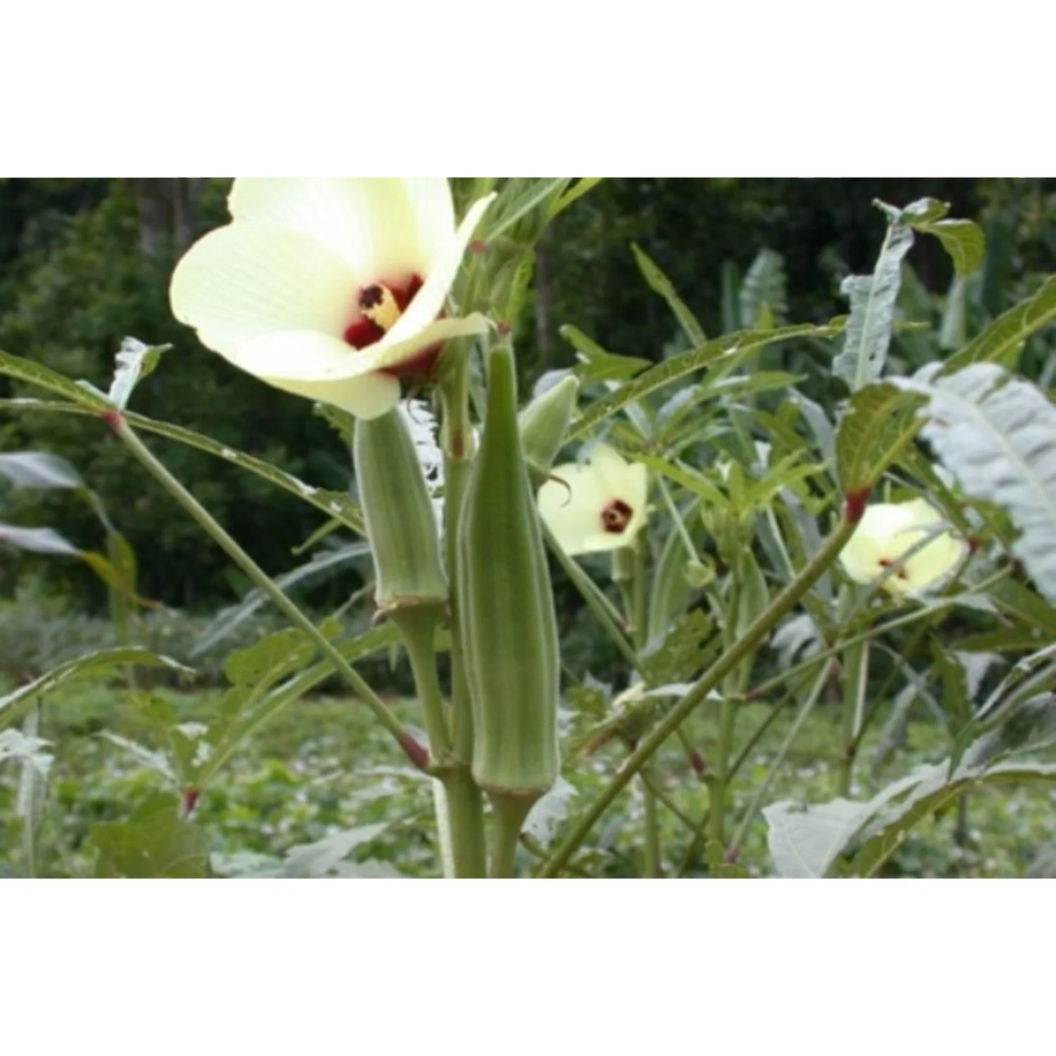 Упаковка крупными партиями в мешках HDPP для экспортного качества Okra Pusa Sawani / Okro потребления сельском хозяйстве