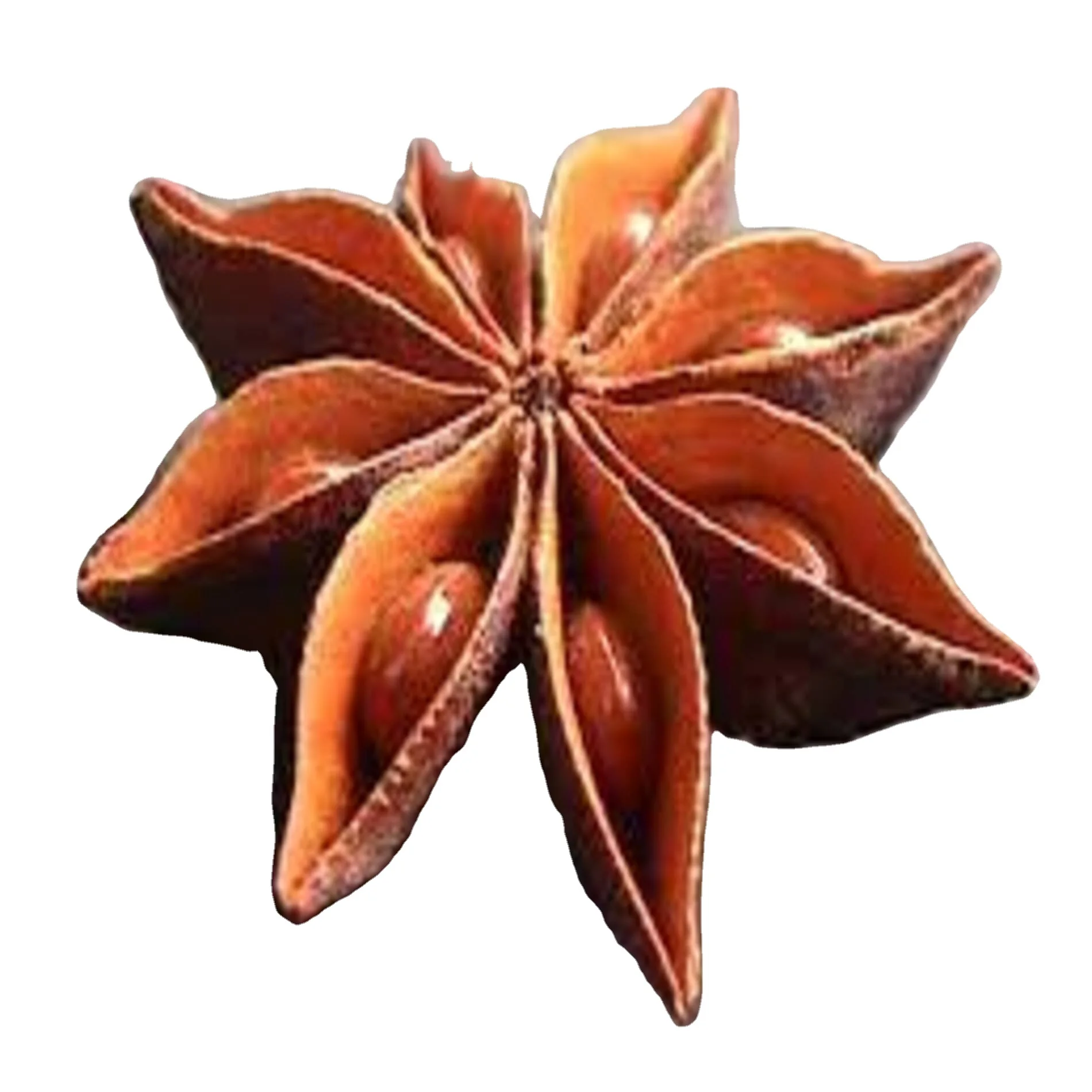 Вьетнам иен бай Звездный анис вырастает естественным образом в качестве сухой приправы/dongdoexport