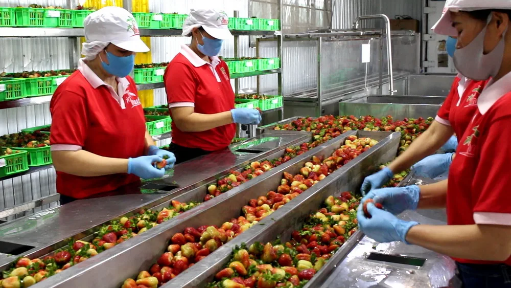 500ml can VINUT Kombucha White tea and Strawberry Sparkling drink Suppliers Directory