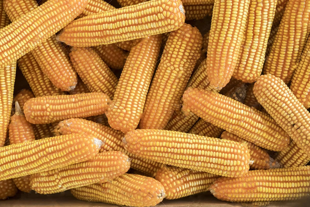 Dried Yellow Maize Corn, Non-GMO Yellow Corn & White Corn/Maize for Human & Animal Feed