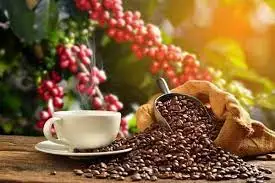 Vietnam wholesales ROBUSTA Green COFFEE BEAN - Robusta Coffee Bean Processing Exporting Quality COFFEE BEAN
