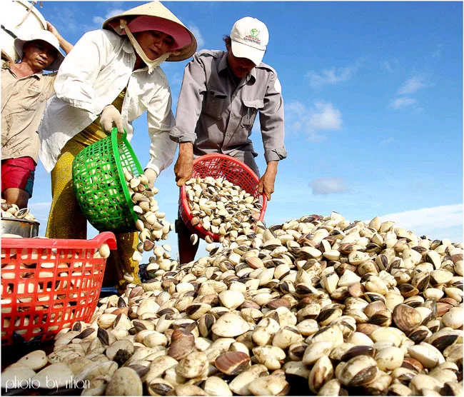 
24 Months Shell Life Vietnam Catch Area Bulk / Vacuum Pack Frozen Style Bivalves (clams) origin from Vietnam 