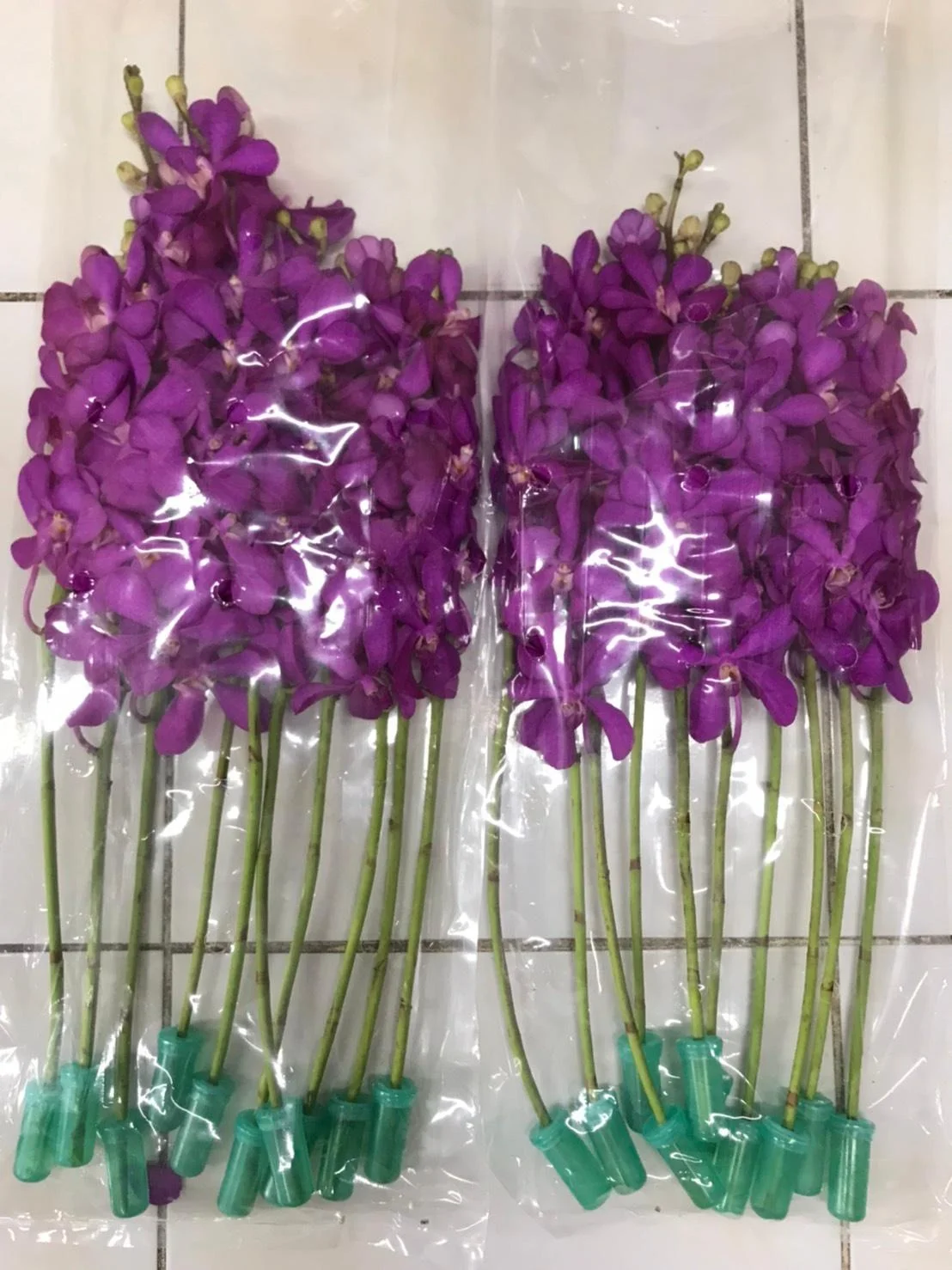 Orchid Flowers Cut flower thai orchids