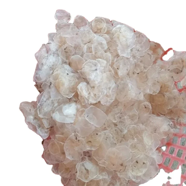 
Fish Scale From Bangladesh 