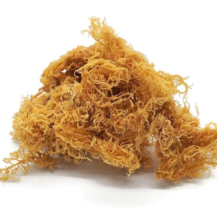 Golden Seamoss Eucheuma Cottonii natural 100% from Vietnam  Ms.Katty