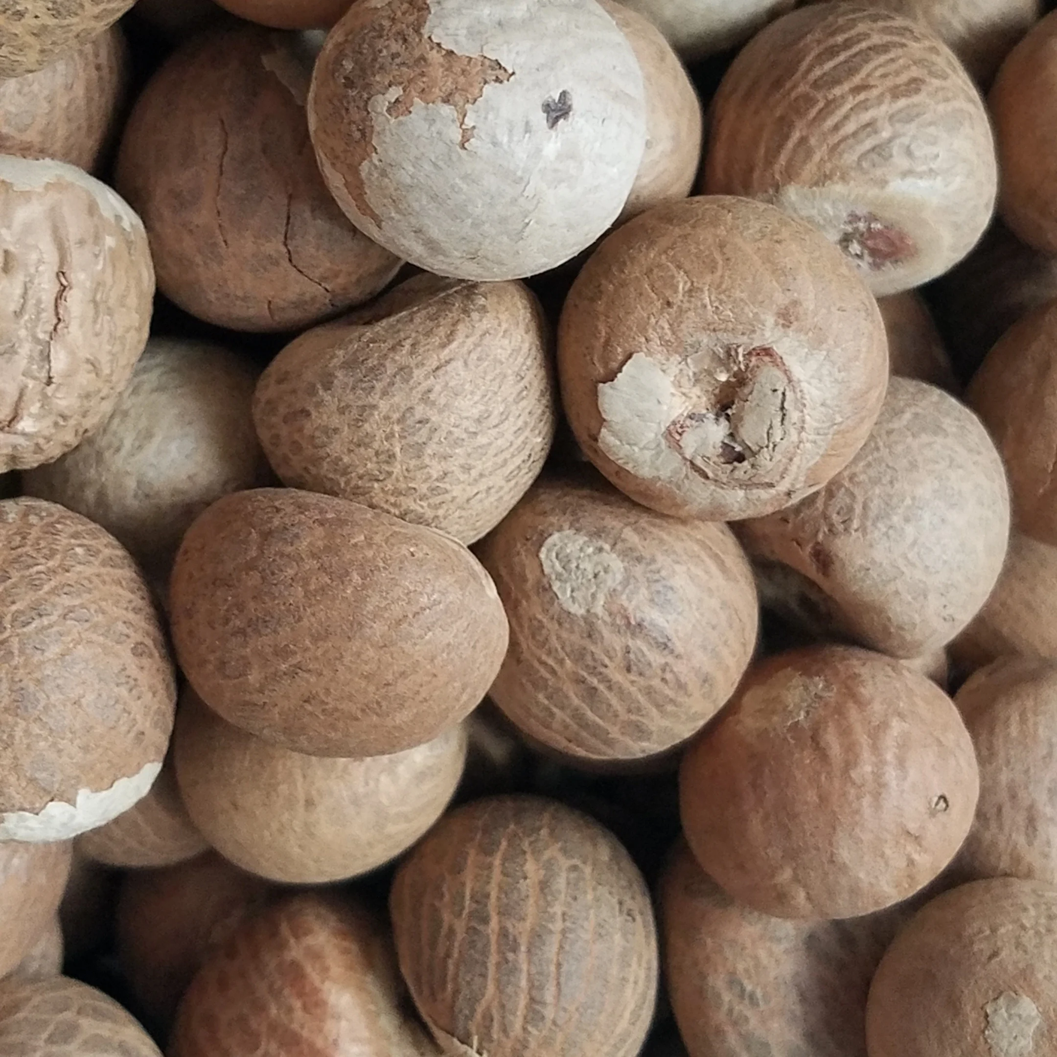 Dried Betel Nut / Areca Nuts Best Price.
