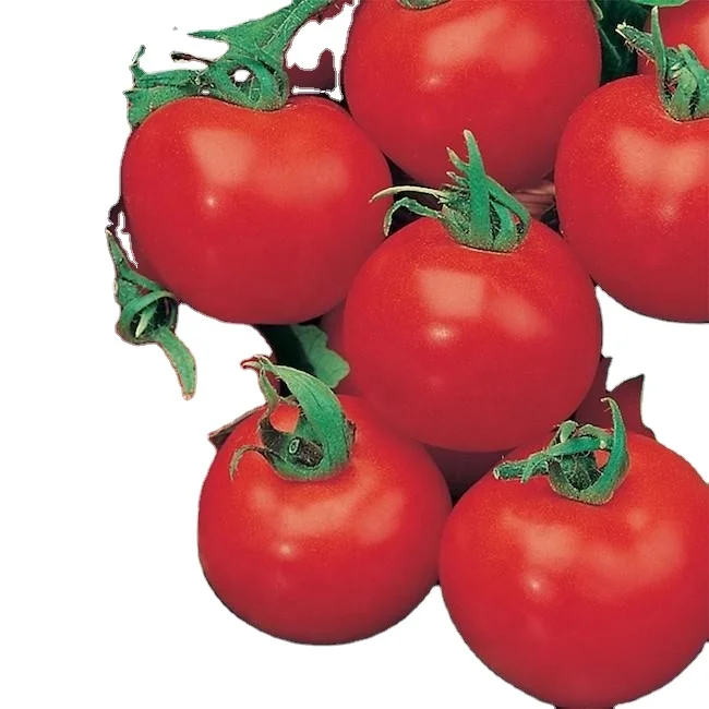 HIGH QUALITY FRESH  TAMOTOES FROM FARM FROM INDIA AT WHOLESALE PRICE WITH CUSTOMISED PACKAGING