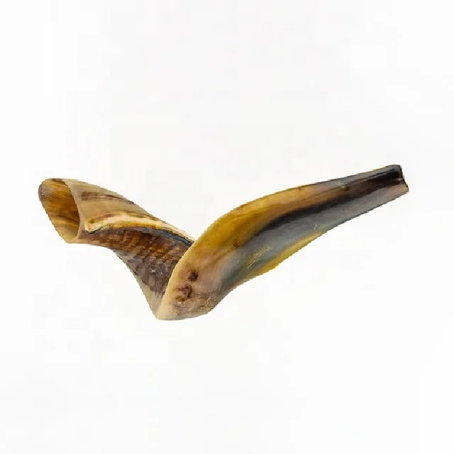 Shofar (horn) rosh hashanah yom kippur traditional symbol of the jewish holiday