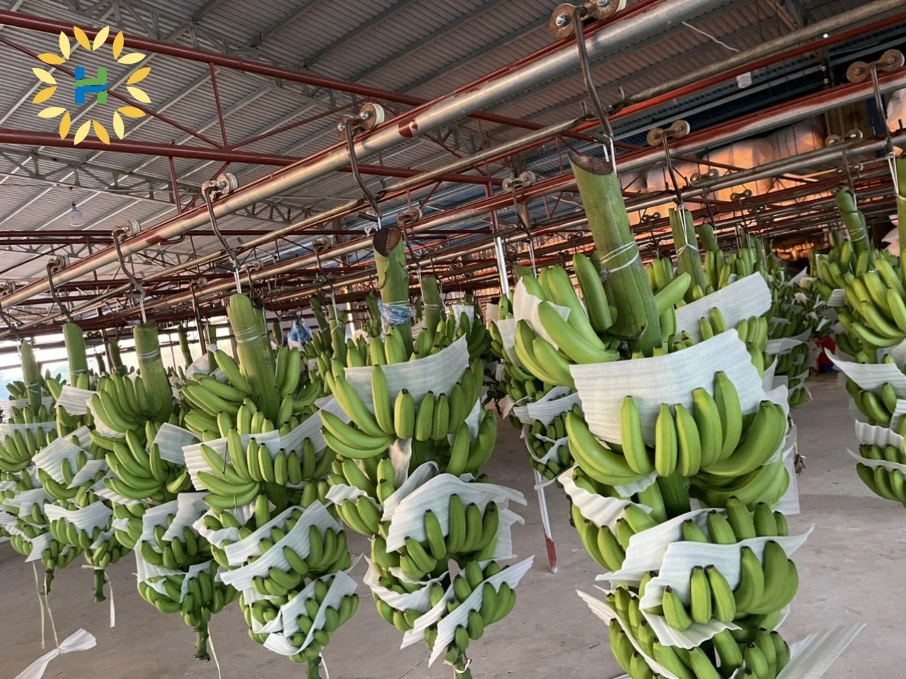 WHOLESALE FRESH CAVENDISH BANANA WITH ATTRACTIVE PRICE