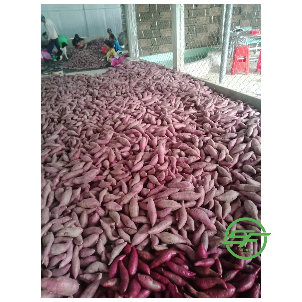 Factory price sweet potatoes organic vegetable origin Vietnam fresh sweet potato Purple color for export in bulk