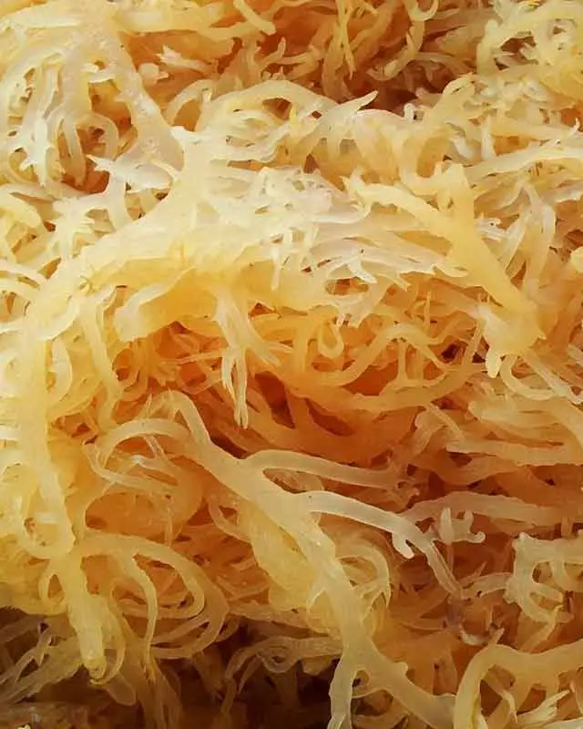 Морской мох полностью натуральный морской сырой золотой ирландский органические сушеные морские