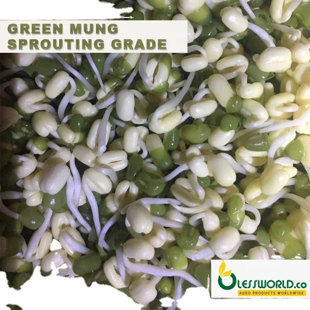 GREEN MUNG BEANS (sprouting Grade |  Vigna Beans )