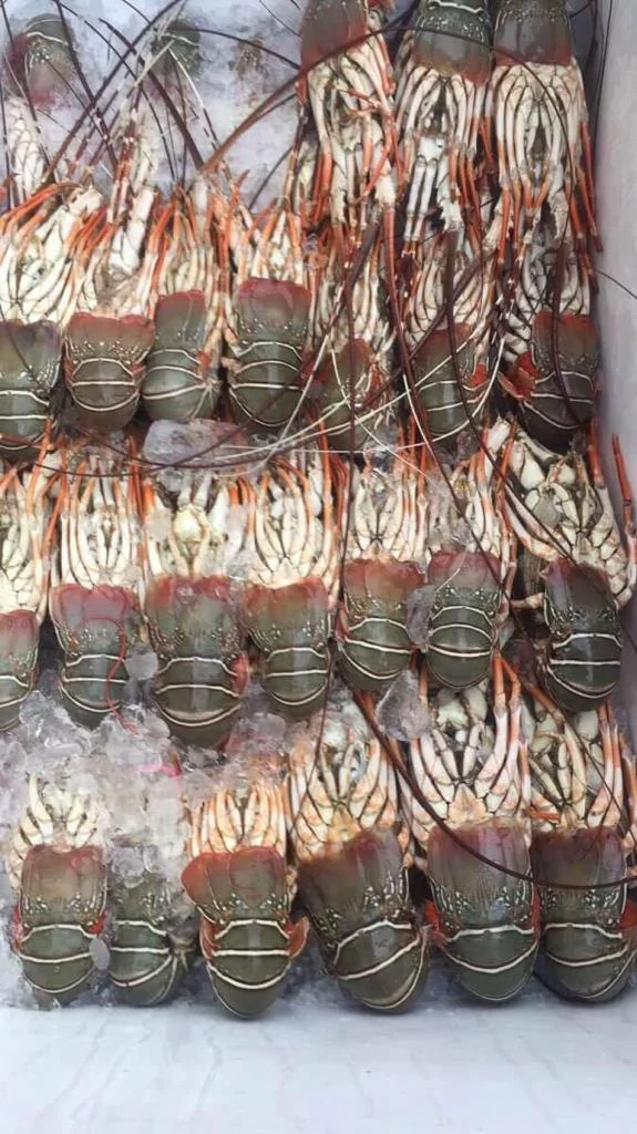 Lobster Whole Chilled Best Quality Master Seafood Product Country of Origin Bangladesh 100gm to 1000gm  Packing 10 KG per MC