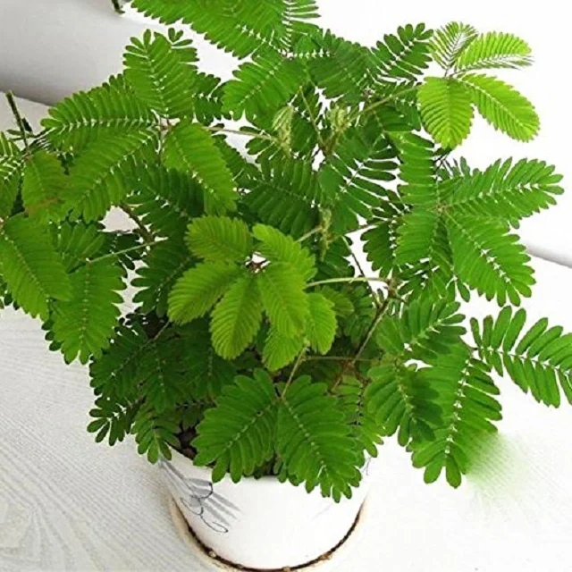 Best Price Mimosa Pudica Fruits Powder From India