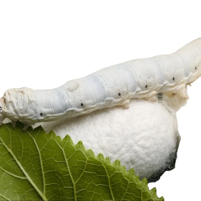 COCOON WORM SILK MAKING MATERIAL FROM VIETNAM HIGH QUALITY AND CHEAPEST PRICE FOR WHOLESALE