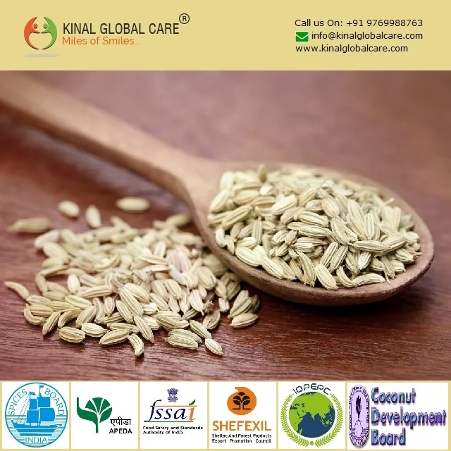 Direct Factory Price Natural Green Fennel Indian Single Spices & Herbs Buy From Indian Manufacturer at Best Rate