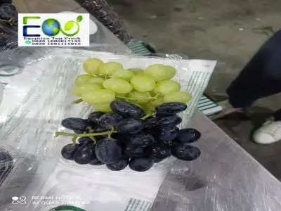 New season 2022 of fresh green grapes without seedlings for the new year ready for export from Egypt