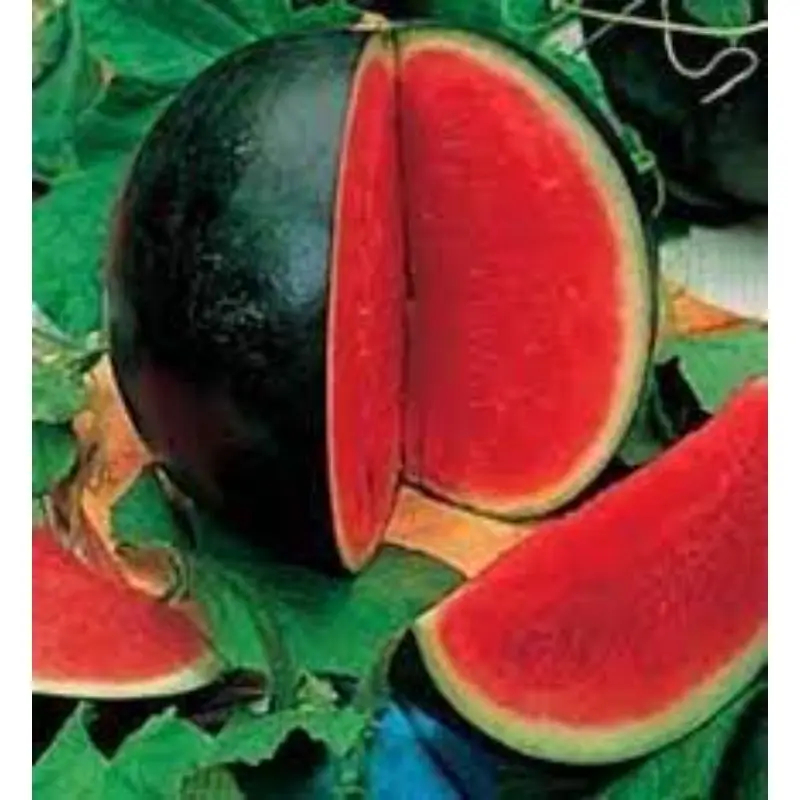 watermelon verity for fresh fruit export by sea / air