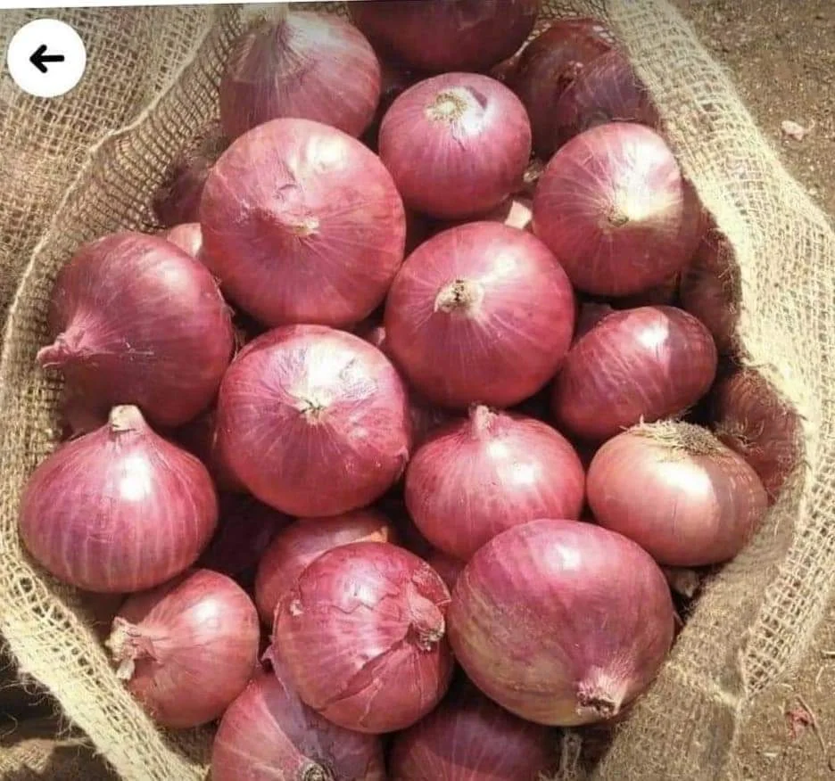 Indian Best Quality Onion