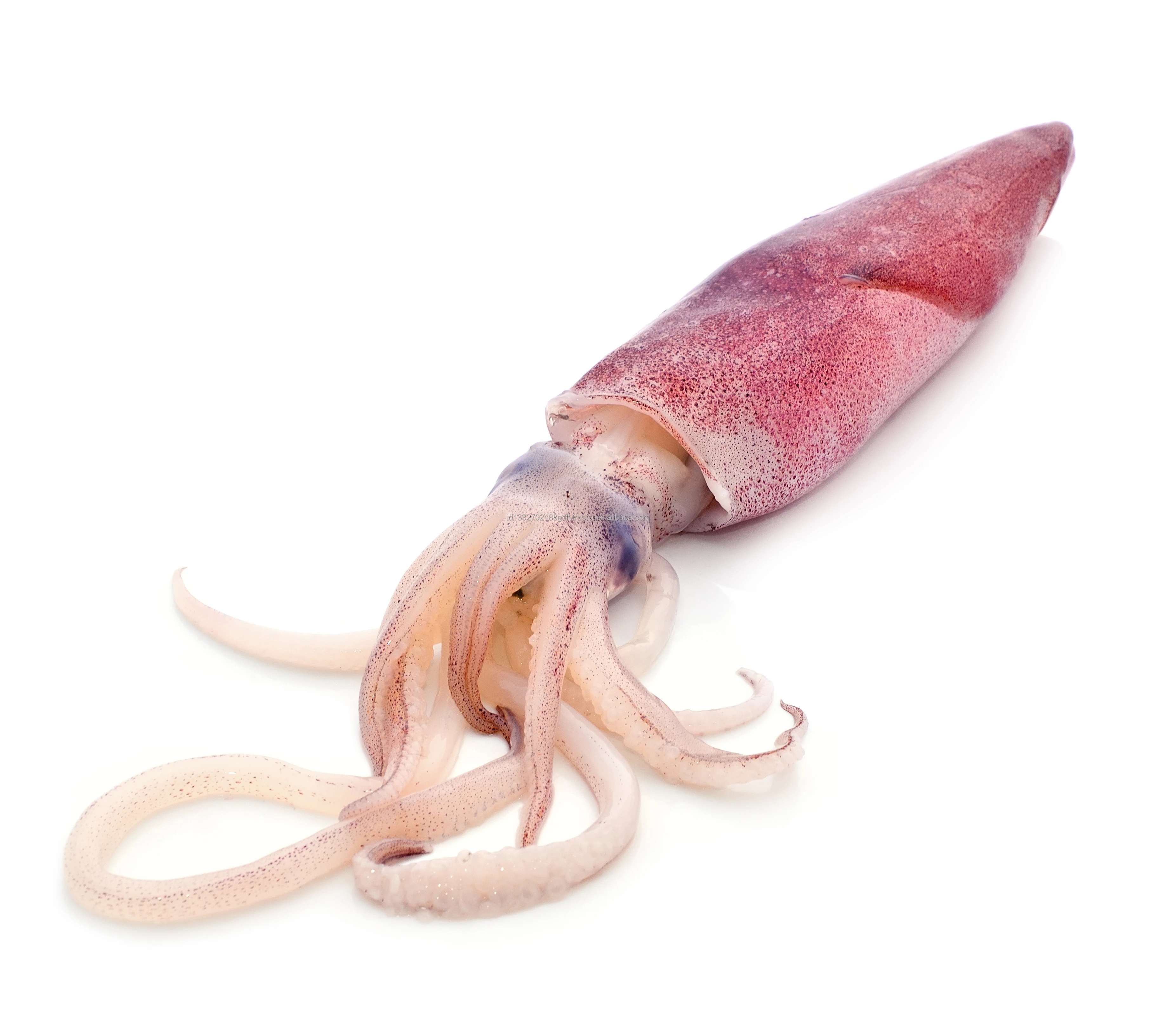 Custom packaging 100% Export Oriented High Quality  Wholesale Price Fresh Frozen Ilex Squid Export From Indonesia