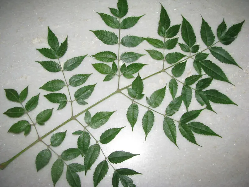 Wholesale Quality Top Selling  Pure And Natural Neem  Essential Oil for Bulk Purchase At Minimal Price