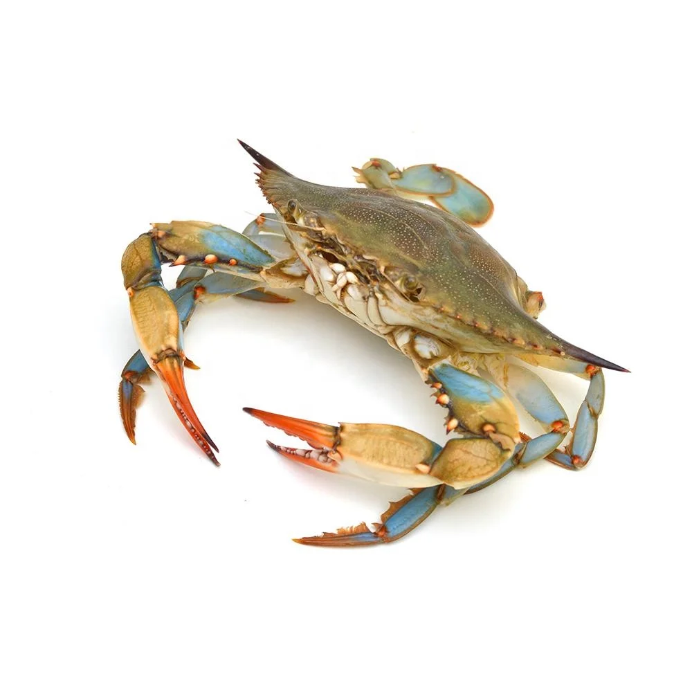 Premium Quality Fresh Mud Crab live crab