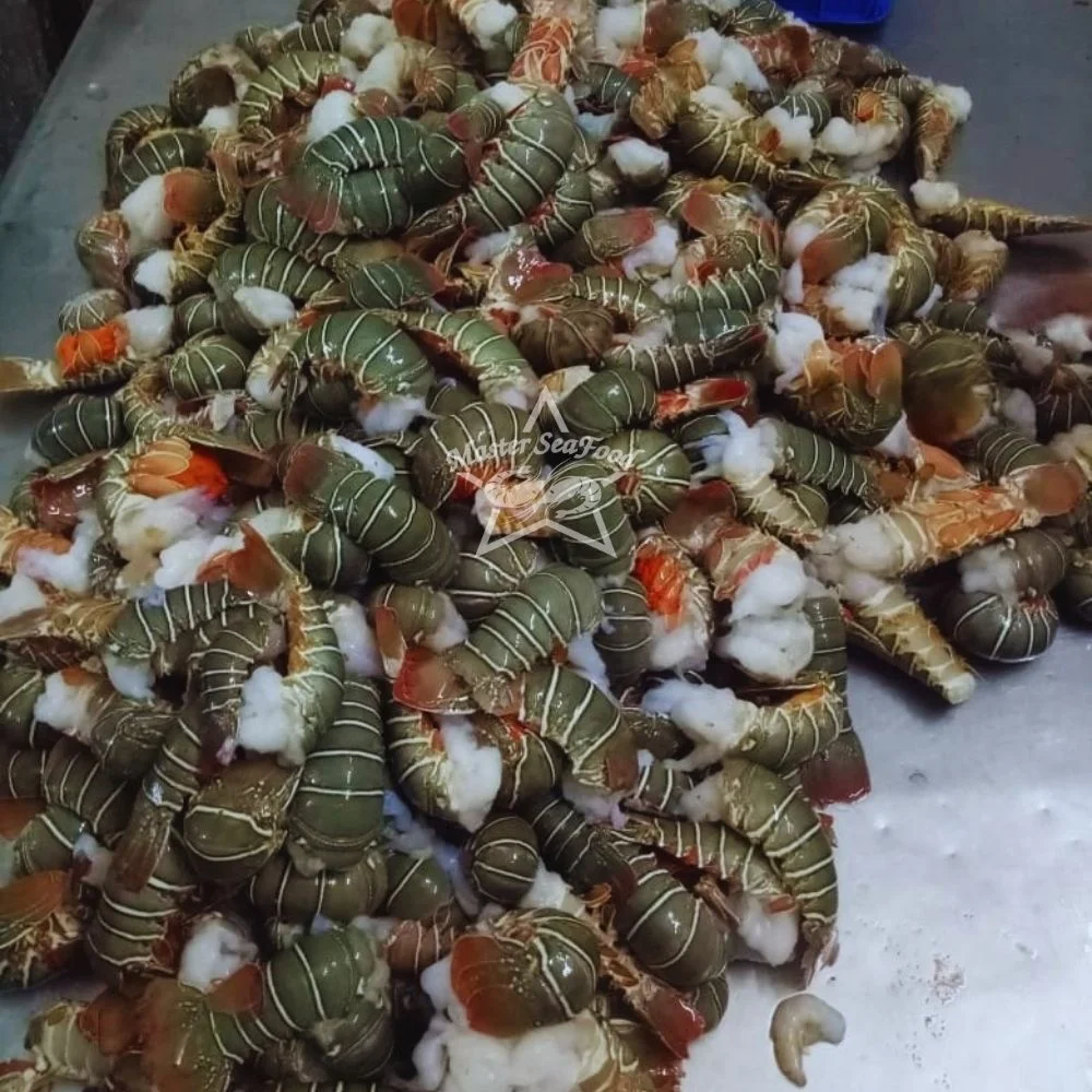 Lobster Tail Frozen Best Quality Master Seafood Product Country of Origin Bangladesh 2 Ounce to 12 Ounce Packing 10 KG per MC