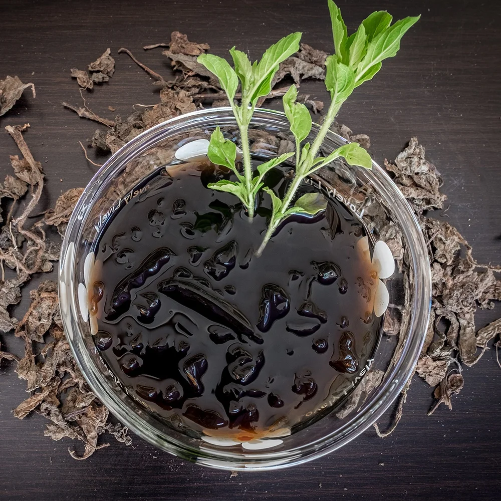 Best selling 2022 Herbal Extract Mesona Benth Chenisis Liquid herbal extract use for snack, dessert 25kg packing from Vietnam