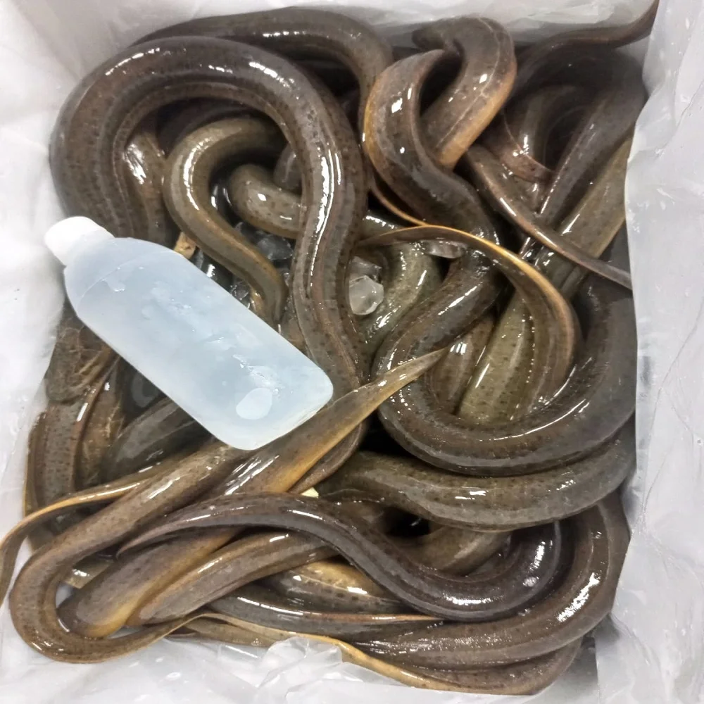 Рыба кошерная объемная стильная упаковка вес полка для угрея оригинальный эхо-тип в форме жизни HACCP живые азиатские болотные рыбы