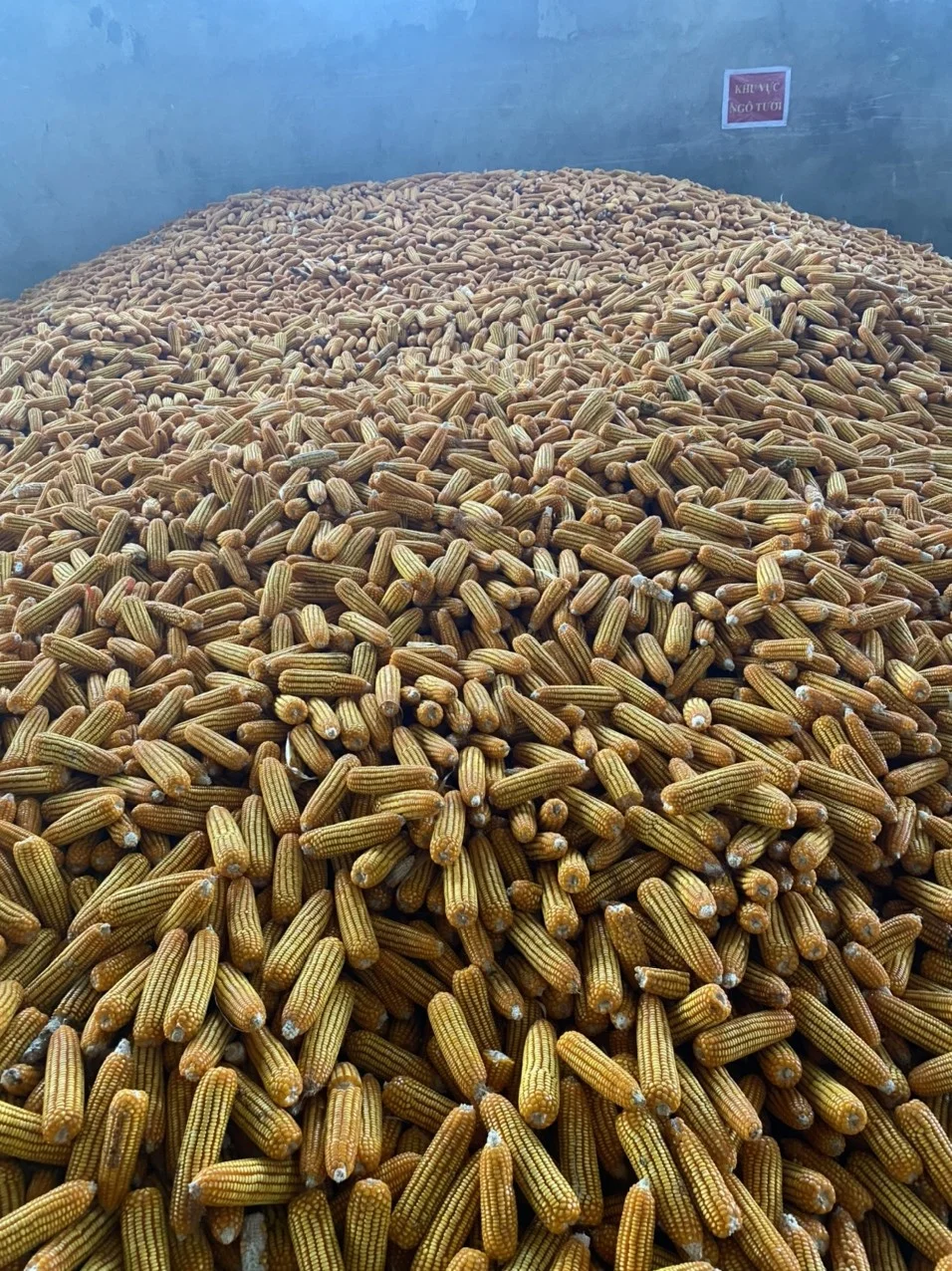 High Quality Yellow Corn 100% Natural Corn Yellow Maize Corn Grit From Son La