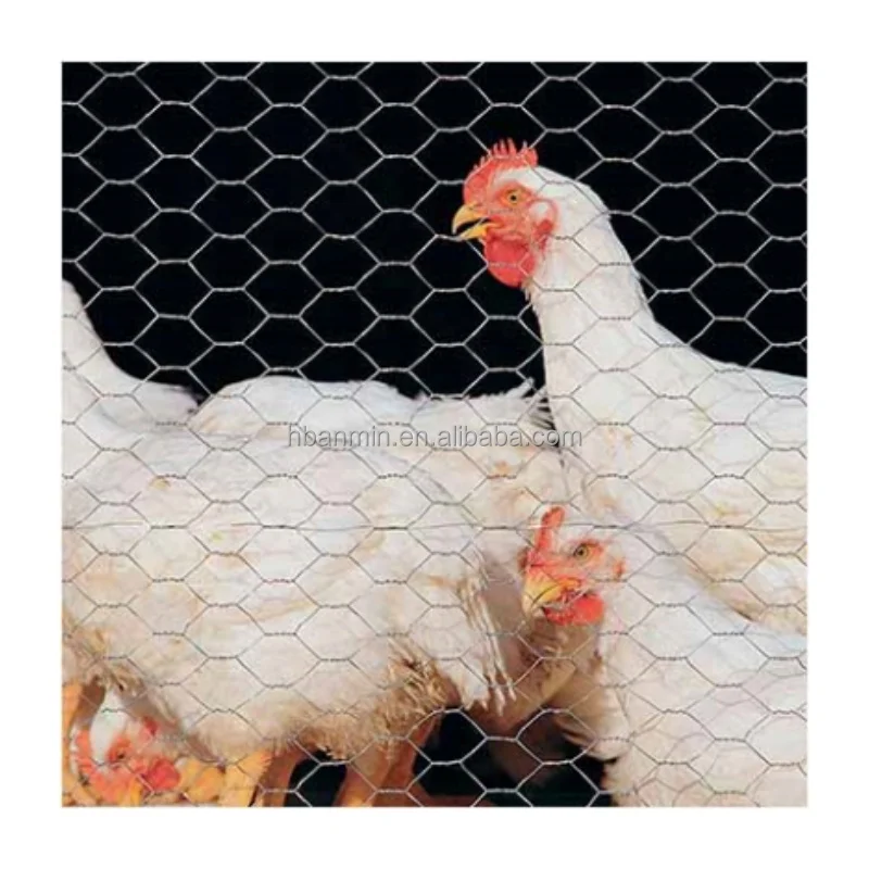 Galvanized Hexagonal Wire Netting/hexagonal Wire Mesh/chicken Wire Fence Chain Link Mesh Low-carbon Iron Wire