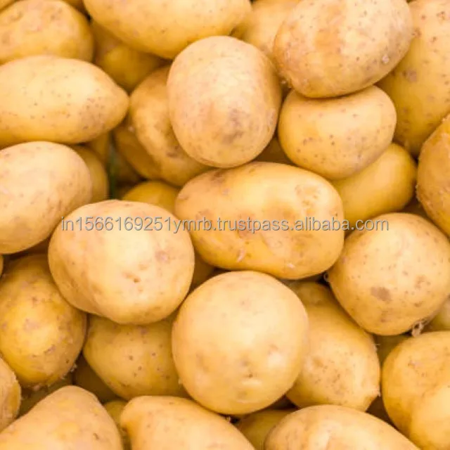 Fresh potato price per ton For Wholesale Buy High quality 100% Organic fresh Potatoes at cheap price